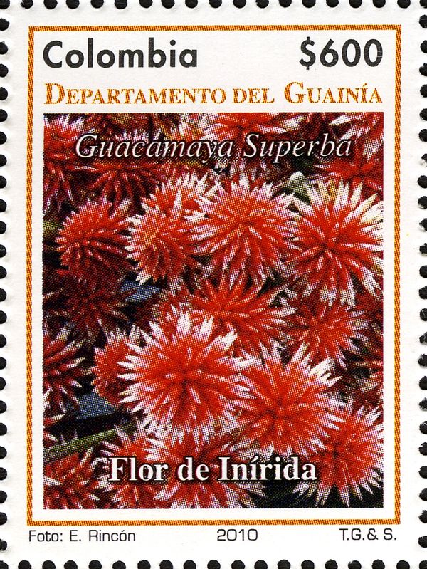 Inírida Flower