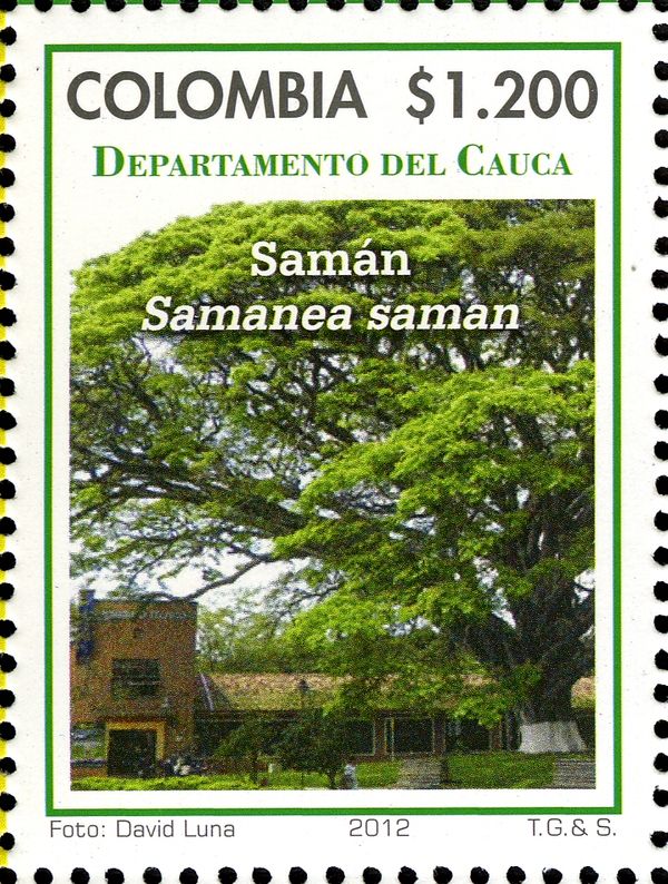 Saimanea saman