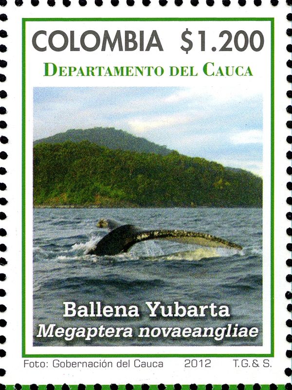 Humpback Whale (Megaptera novaeangliae)