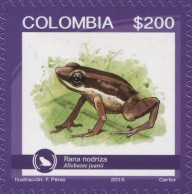 Frog (Allobates juanii)