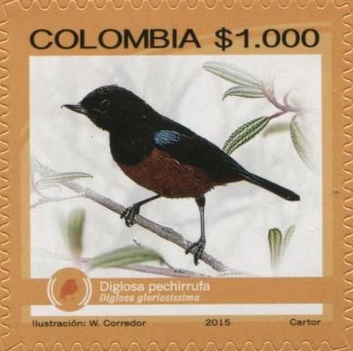 Chestnut-bellied Flowerpiercer (Diglossa gloriosissima)