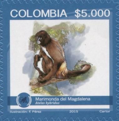 Brown Spider Monkey (Ateles hybridus)
