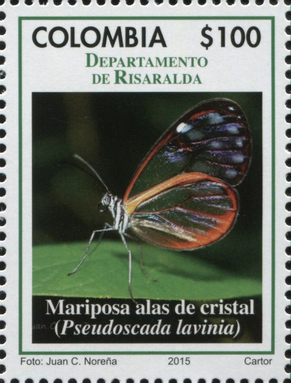 Pseudoscada lavinia
