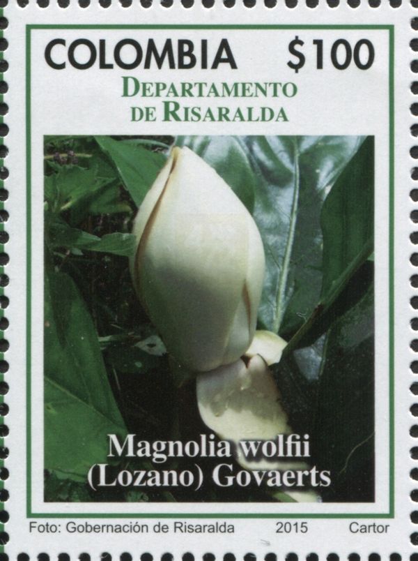 Magnolia wolfii