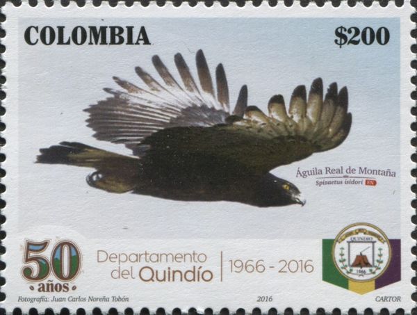 Black-and-chestnut Eagle (Spizaetus isidori)