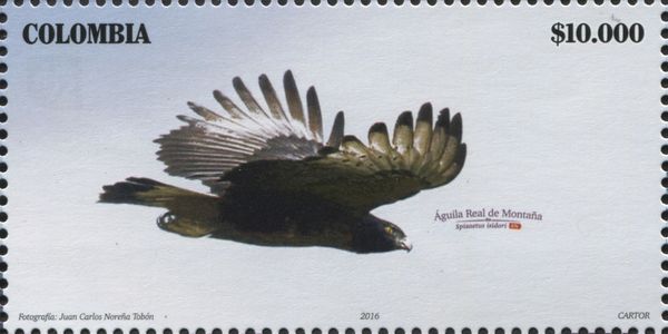 Black-and-chestnut Eagle (Spizaetus isidori)