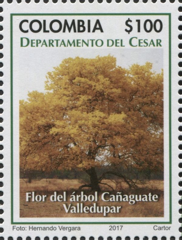 Tree Flower - Cañaguate valledupar