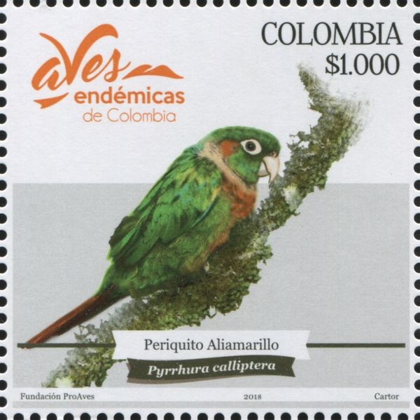 Brown-breasted Parakeet (Pyrrhura calliptera)