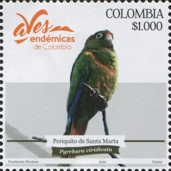 Santa Marta Parakeet (Pyrrhura viridicata)