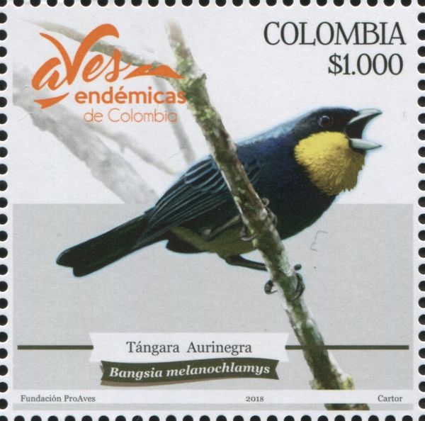 Black-and-gold Tanager (Bangsia melanochlamys) (see Descript