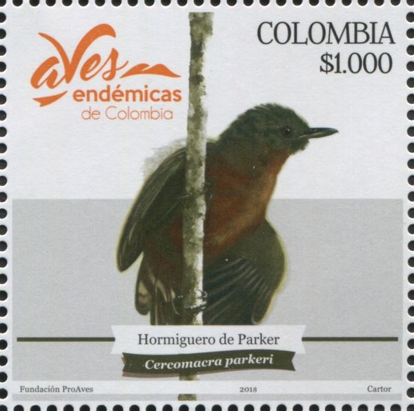 Parker's Antbird (Cercomacra parkeri)