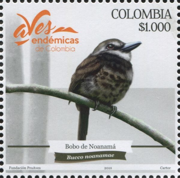 Sooty-capped Puffbird (Bucco noanamae)