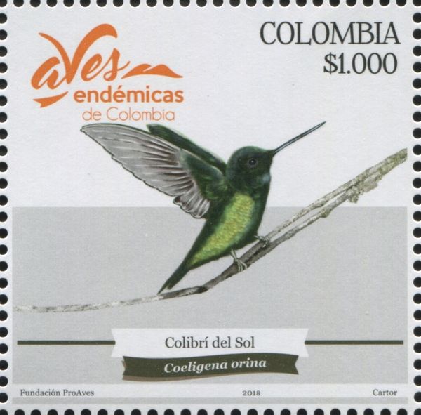 Dusky Starfrontlet (Coeligena orina)