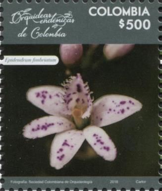 Epidendrum fimbriatum