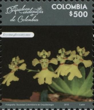 Erycina glossomystax