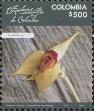 Lepanthes sp.