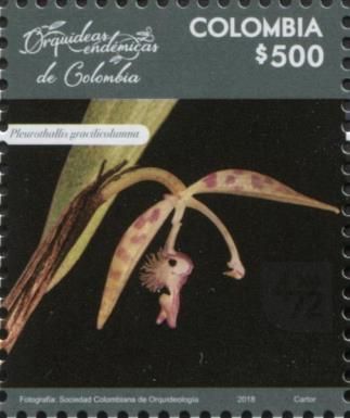 Pleurothallis gracilicolumna