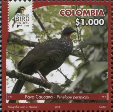 Cauca Guan (Penelope perspicax)