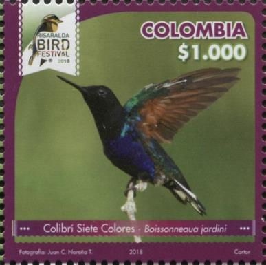 Velvet-purple Coronet (Boissonneaua jardini)