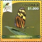 Isabella's Longwing (Eueides isabella ssp. arquata)