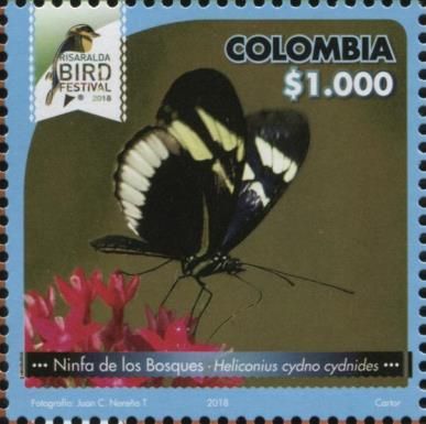 Cydno Longwing (Heliconius cydno ssp. cydnides)