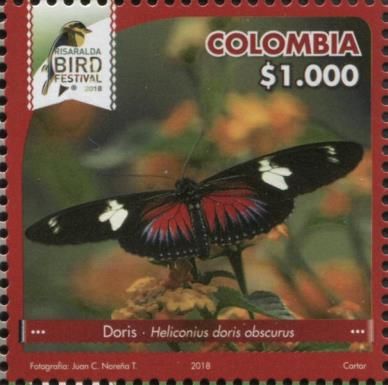 Doris Longwing (Heliconius doris ssp. obscurus)