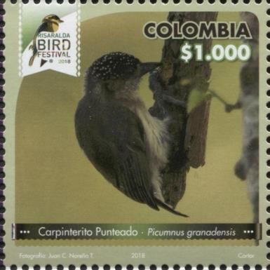 Greyish Piculet (Picumnus granadensis)