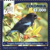 Black-and-gold Tanager (Bangsia melanochlamys)