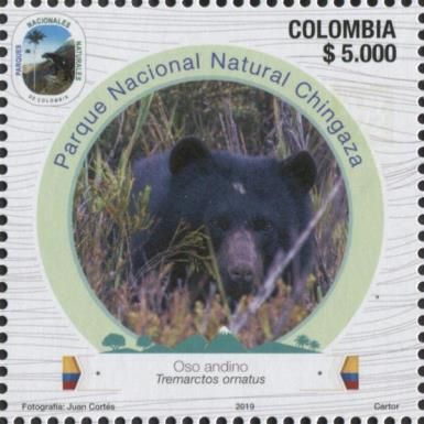 Andean Bear at Chingaza National Park
