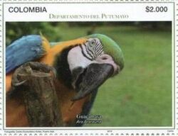 Blue-and-Yellow Macaw (Ara ararauna)