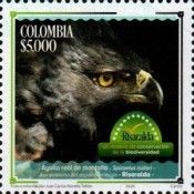 Black-and-chestnut Eagle (Spizaetus isidori)