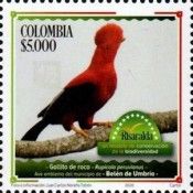 Andean Cock-of-the-Rock (Rupicola peruvianus)