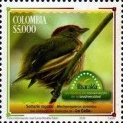 Striolated Manakin (Machaeropterus striolatus)