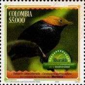 Golden-Headed Manakin (Ceratopipra erythrocephala)