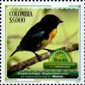 Black-and-Gold Tanager (Bangsia melanochlamys)