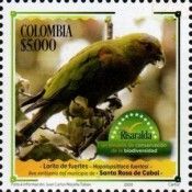 Indigo-winged Parrot (Hapalopsittaca fuertesi)