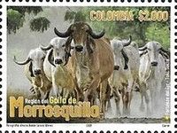Cattle