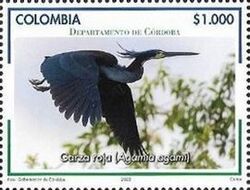 Agami Heron (Agamia agami)
