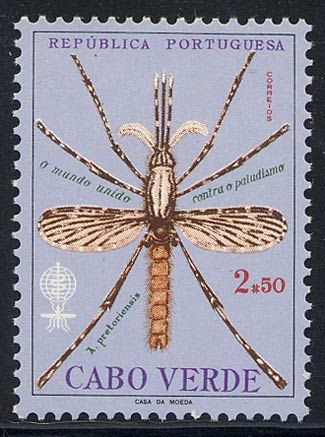 Anopheles Mosquito (Anopheles pretoriensis)