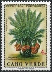 Date Palm (Phoenix dactylifera)