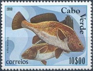 Brown Meagre (Corvina nigra)
