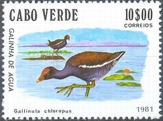Eurasian Moorhen (Gallinula chloropus)