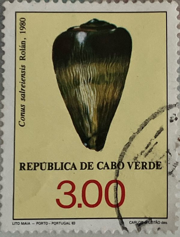 Cone Snail (Conus salreiensis)