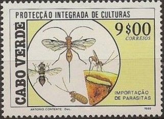 Insects (Chelonus maculatus), (Sericopimpla sericata)
