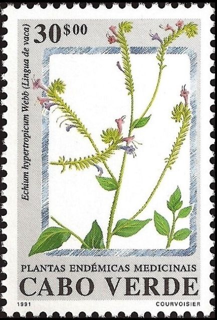 Echium hypertropicum Webb