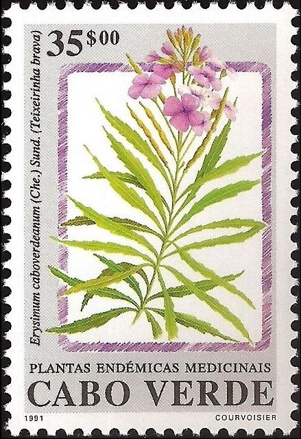Erysimum caboverdeanum