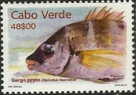 Banded Seabream (Diplodus fasciatus)