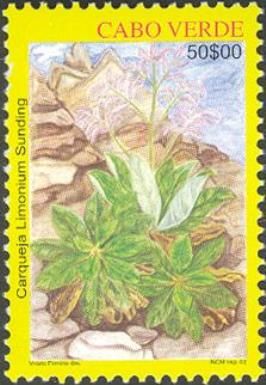 Limonium Sunding