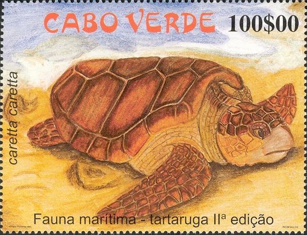 Loggerhead (Caretta caretta)