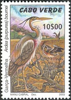 Purple Heron (Ardea purpurea bournei)